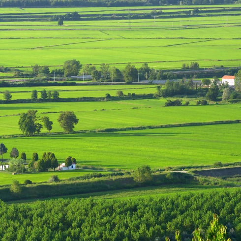 Freshon Raw Rice Sona Masuri Semi Polished